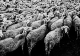 herd of sheep in grayscale photo